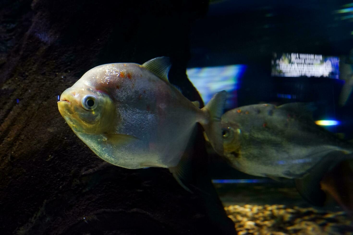 selectief focus van pomfret zwemmen in een diep aquarium. foto