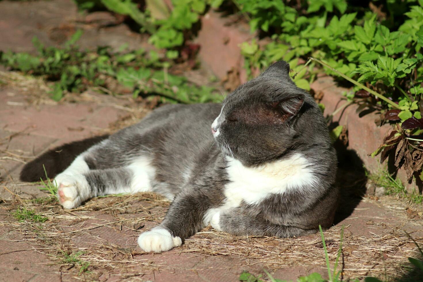 de grijs kat is dommelen, met zijn poot verscholen onder hem, zijn hoofd draaide zich om in profiel naar de zon. horizontaal foto, detailopname foto