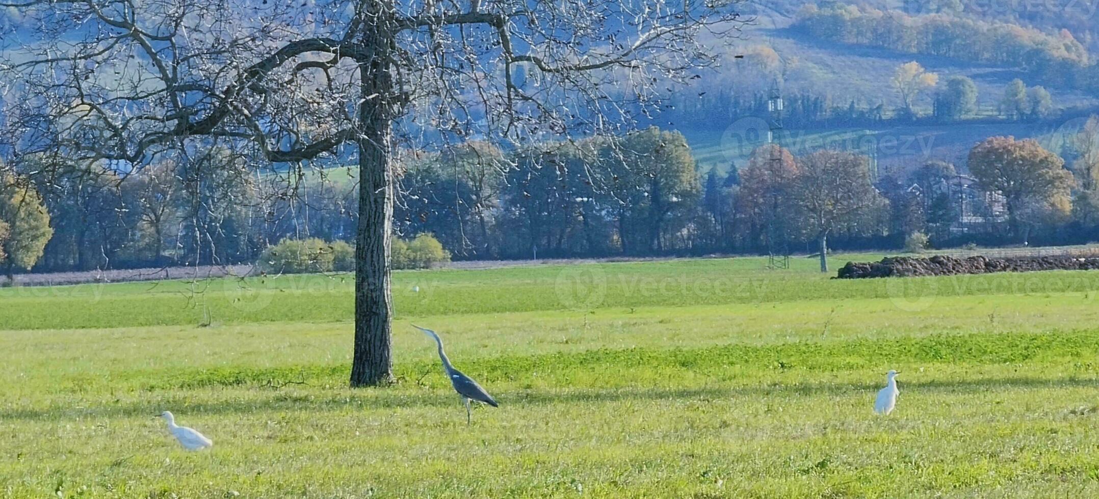 vee zilverreigers in gecultiveerd groen veld. hoog kwaliteit foto