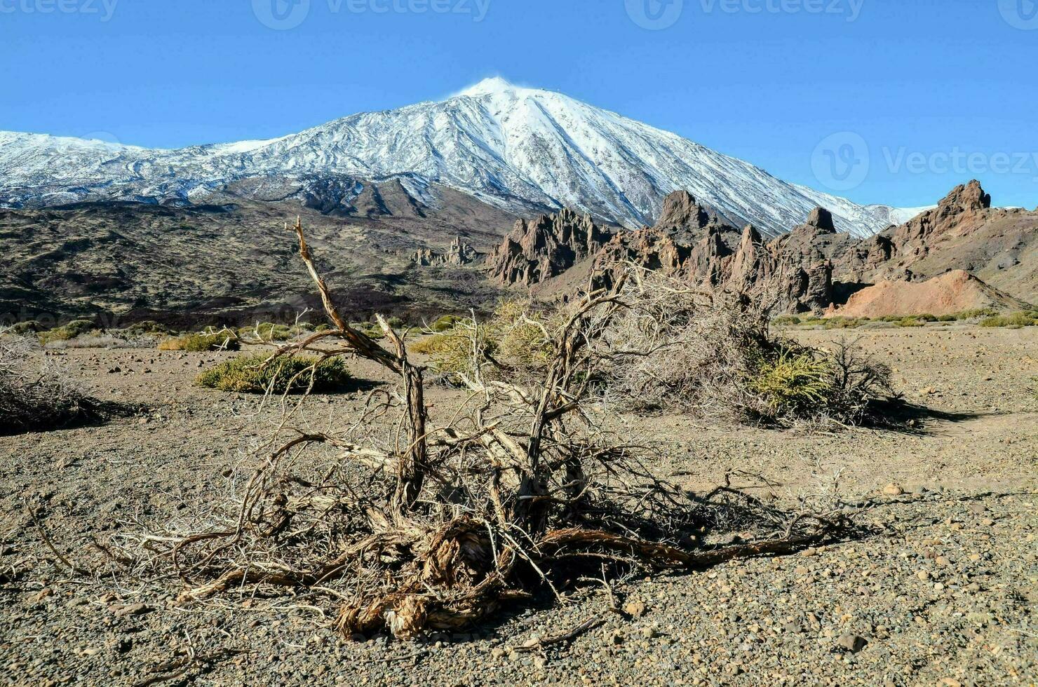 een dood boom in de midden- van een woestijn met een berg in de achtergrond foto