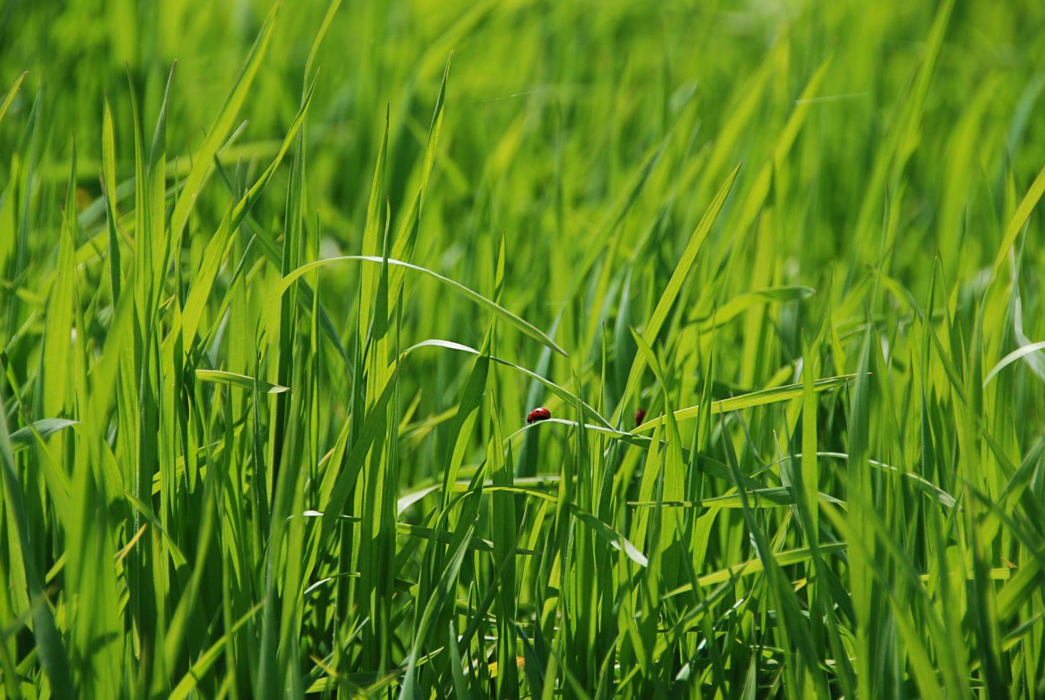 groen gras zonovergoten foto