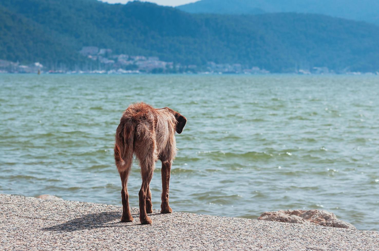 zwerfhond kijkt naar de zomerzee foto