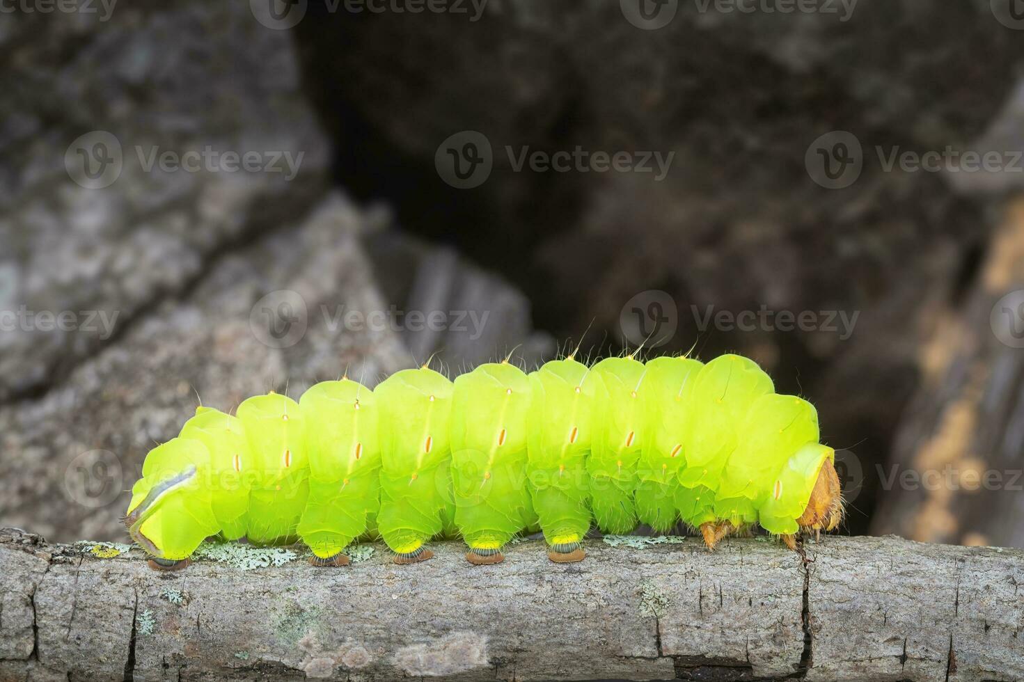 polyphemus rups- maken zijn manier alomg een Afdeling van een gedaald boom foto