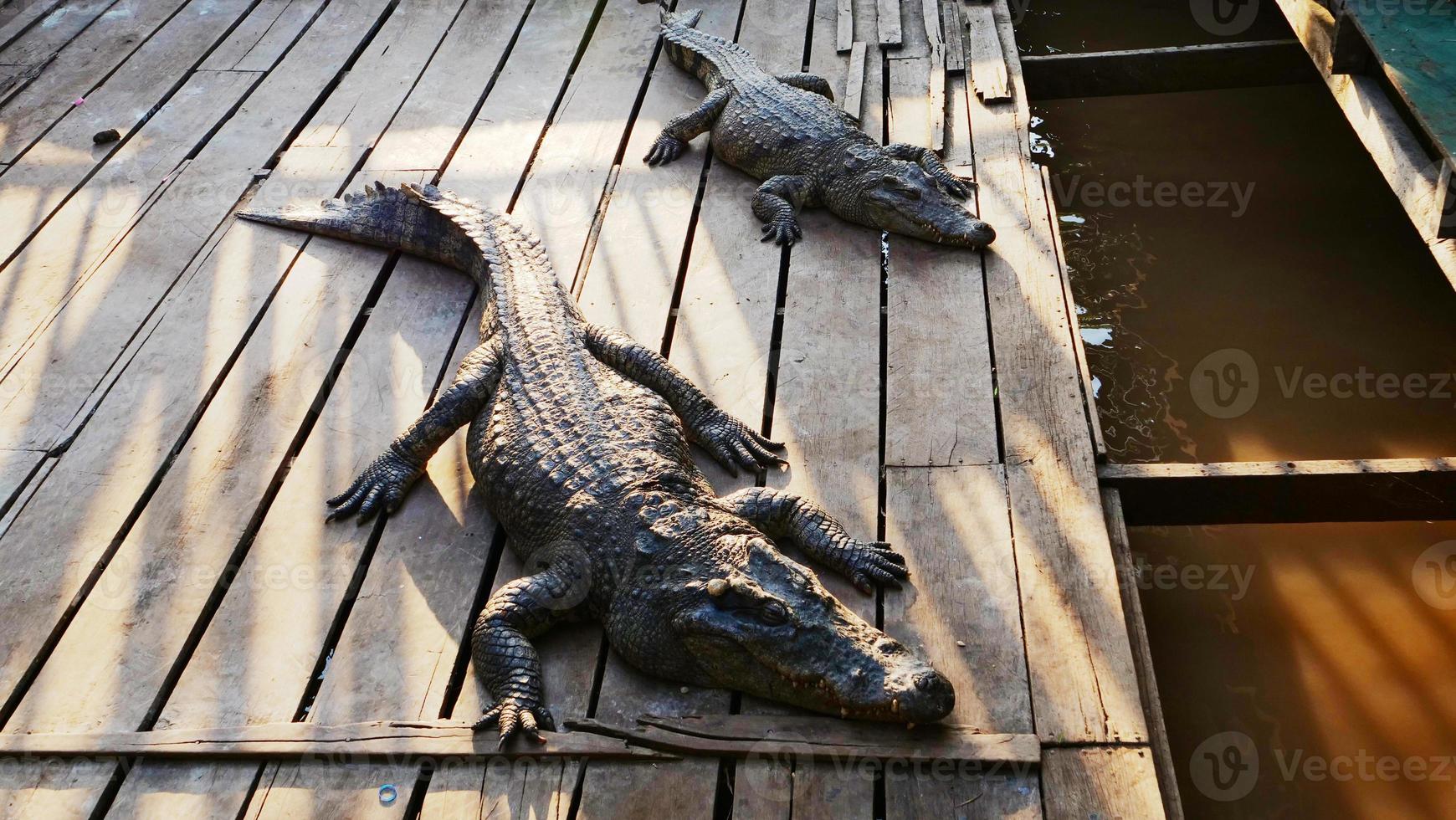 krokodil in Tonle-sapmeer in Siem Reap, Cambodja. foto