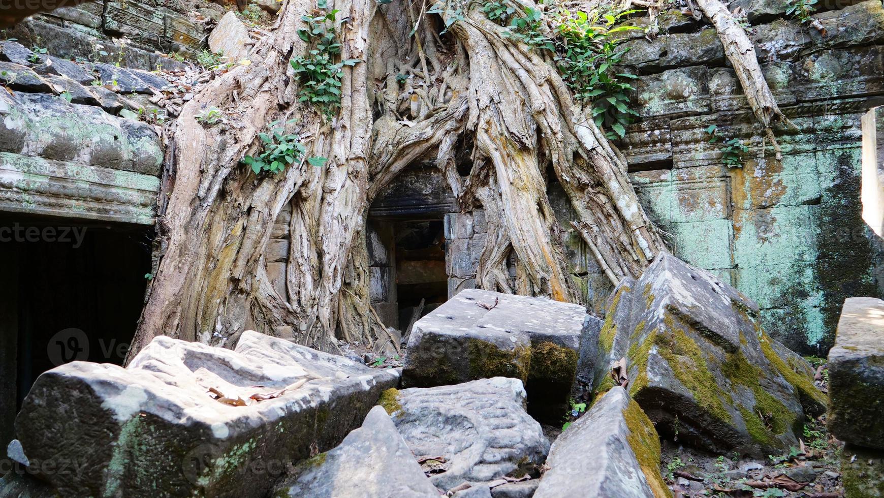 stenen ruïne en boomwortel bij de tempel van ta prohm, siem reap cambodja. foto