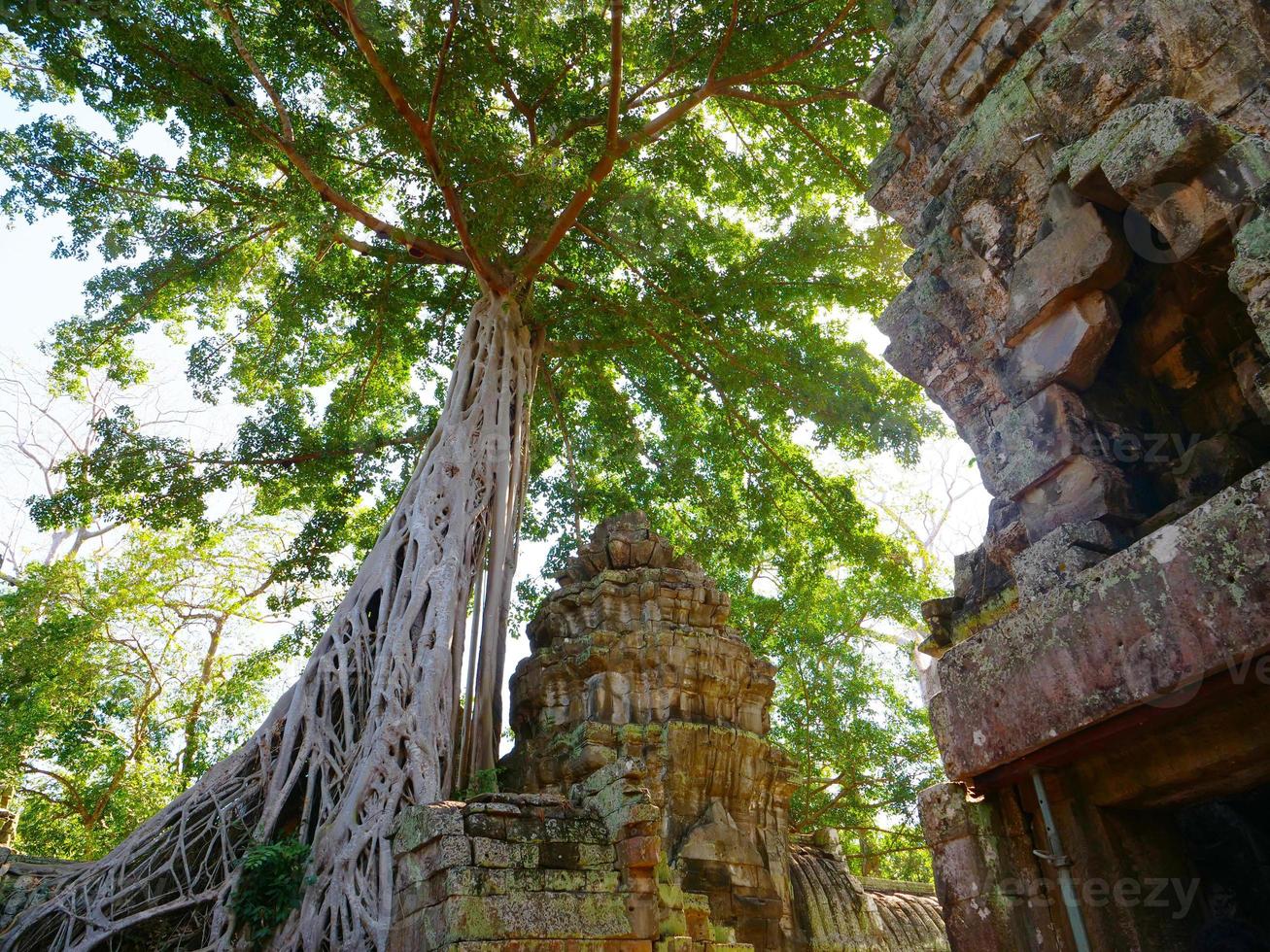 ta prohm tempel in angkor wat complex, siem reap cambodja. foto