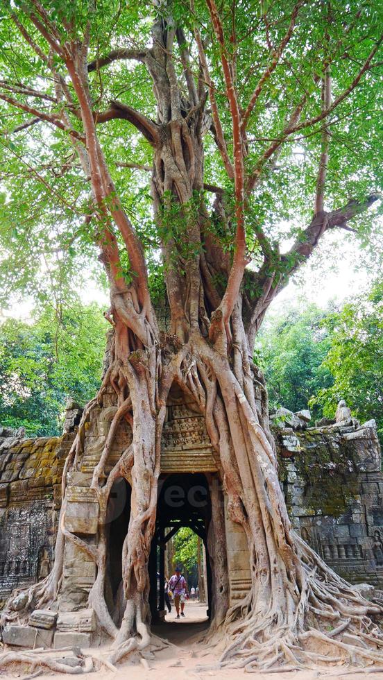 ta som tempel, siem oogst Cambodja. deur poort jungle boom luchtwortels. foto