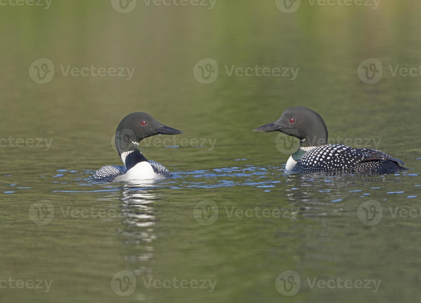 Loons ontmoeten elkaar op een wildernismeer foto