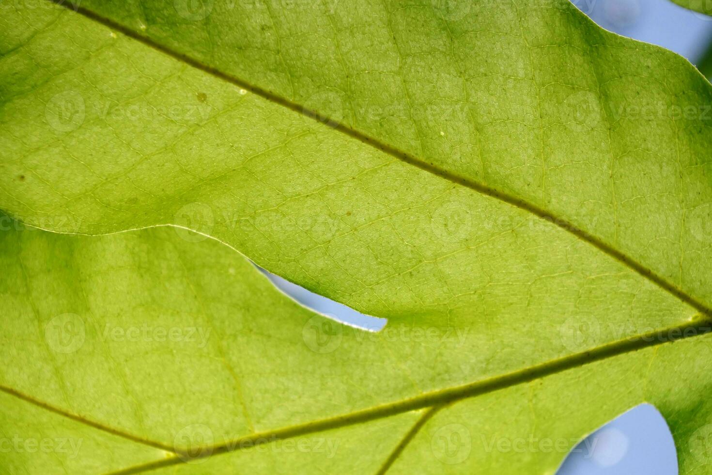 foto van groen bladeren voor achtergrond of illustratie