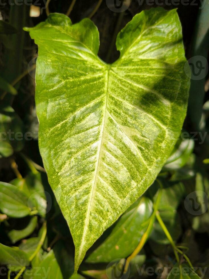 blad van pijlpunt fabriek of syngonium foto