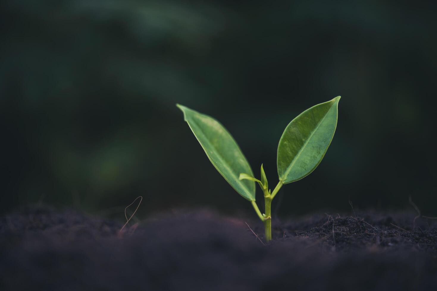 groene spruit groeit uit zaad foto