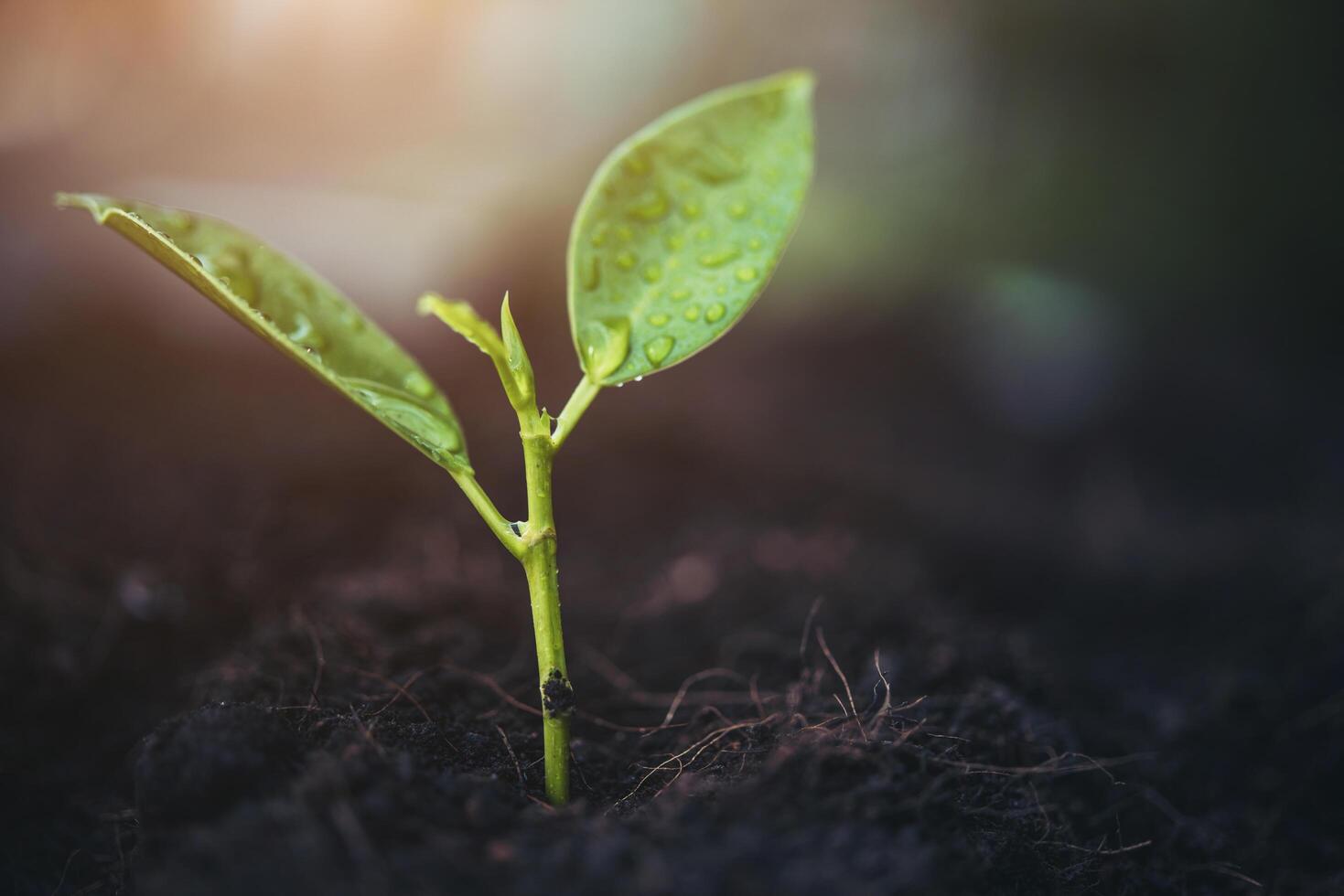 groene spruit groeit uit zaad foto