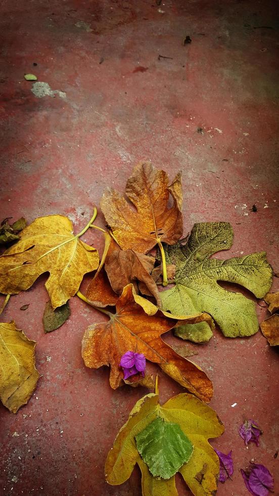herfstbladeren op de grond foto