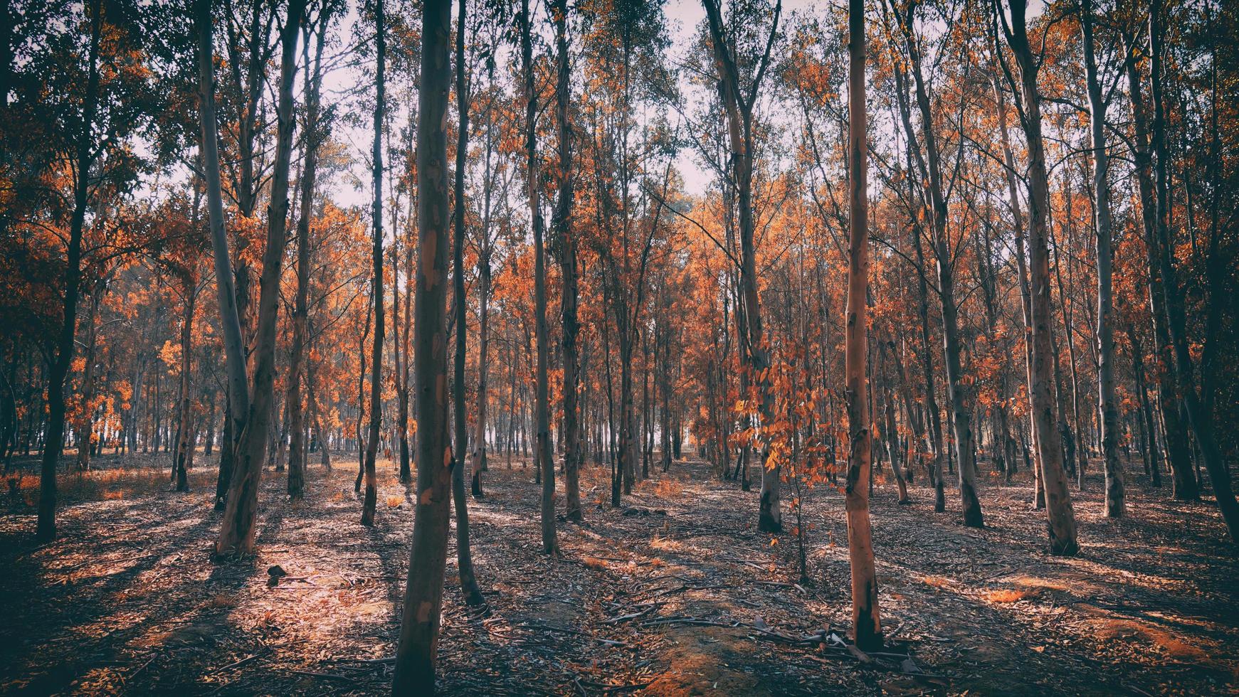 herfst bos uitzicht foto