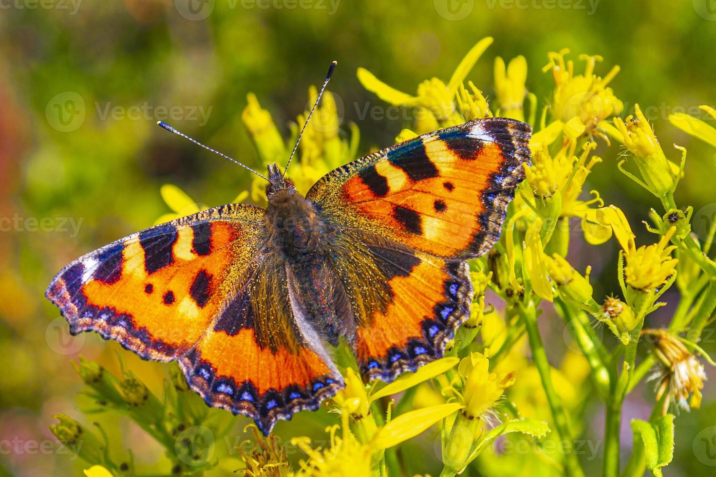 oranje vlinder kleine vos schildpad aglais urticae gele bloemen foto