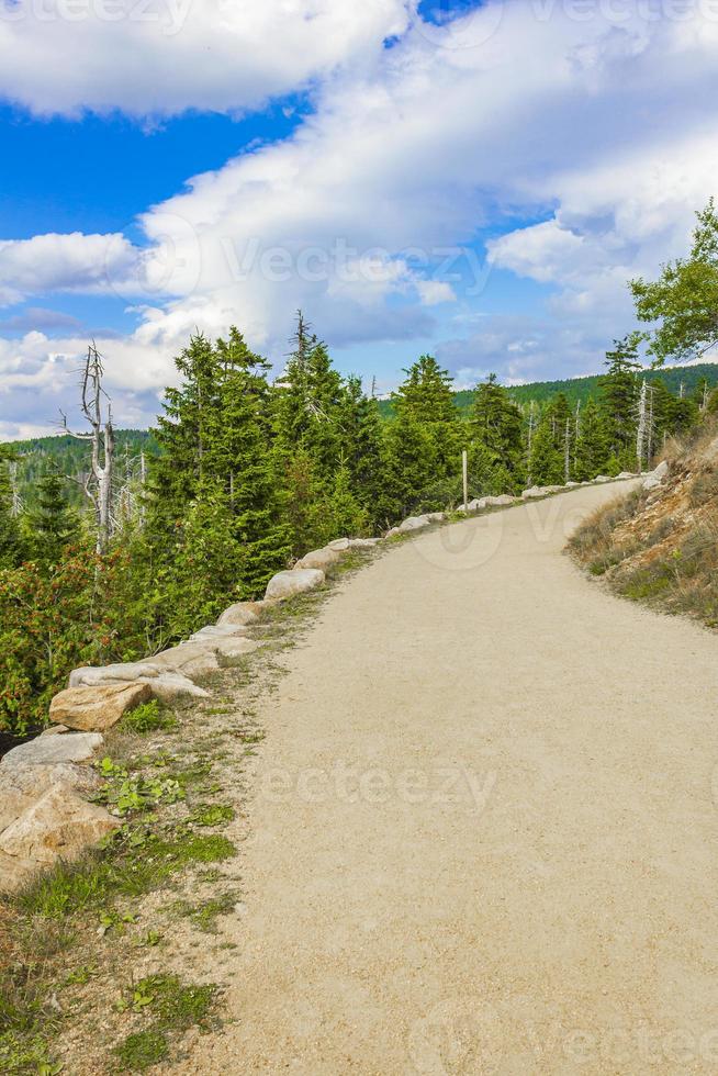 bos met dode sparren brocken bergtop harz duitsland foto