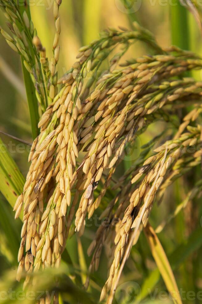 gouden graan rijst- piek oogst van rijst- veld. selectief focus foto