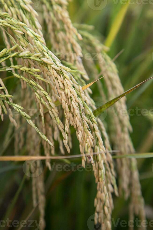 gouden graan rijst- piek oogst van rijst- veld. selectief focus foto