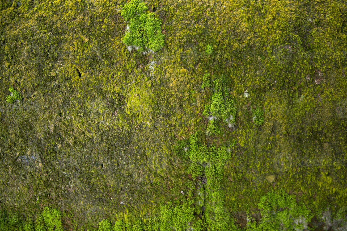 schimmels groen mos oud beton muur abstract structuur achtergrond behang. roestig, smerig, zanderig wijnoogst achtergrond foto