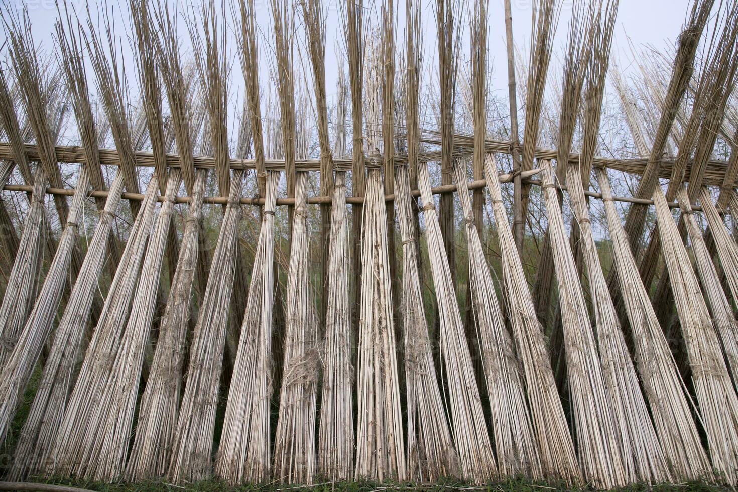 veel jute- stokjes zijn gestapeld voor zon drogen Bij sadarpur, faridpur, bangladesh. een en enkel en alleen jute- teelt is in faridpur, Bangladesh foto