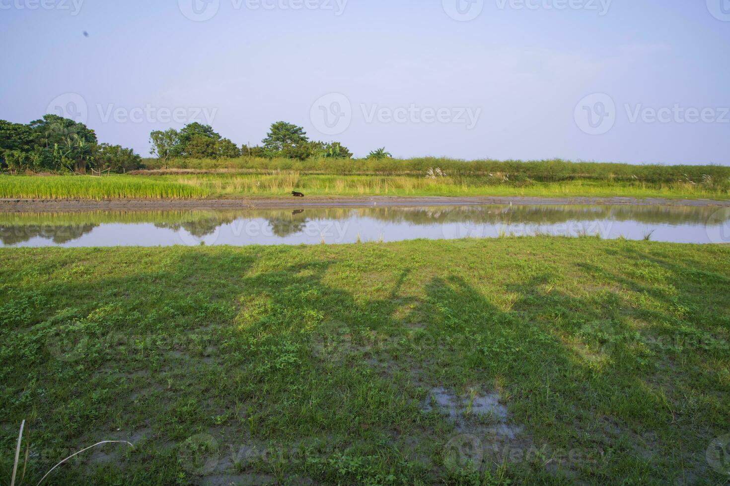 groen velden, weiden, en blauw lucht landschap visie met padma rivier- kanaal in Bangladesh foto