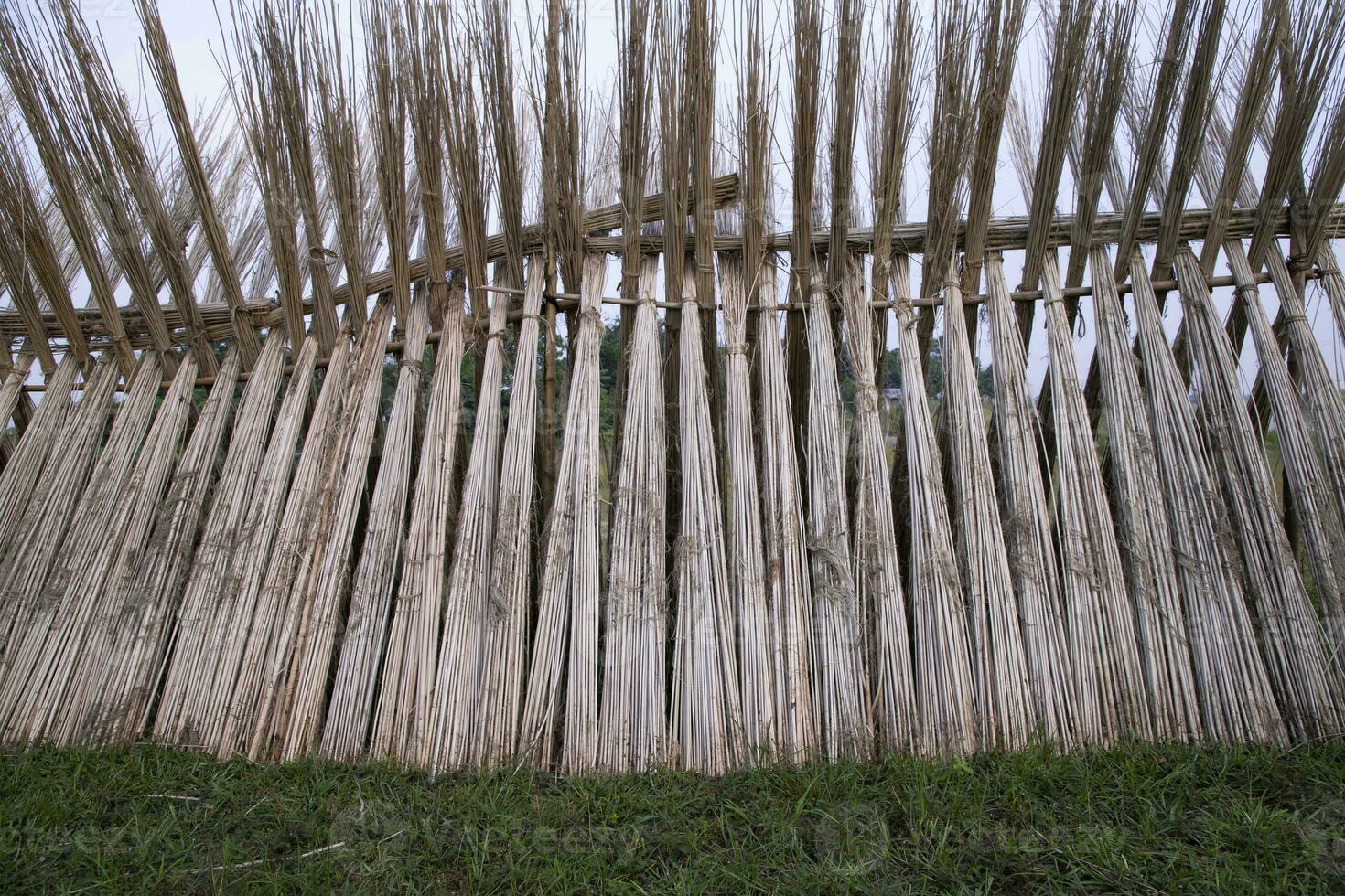 veel jute- stokjes zijn gestapeld voor zon drogen Bij sadarpur, faridpur, bangladesh. een en enkel en alleen jute- teelt is in faridpur, Bangladesh foto