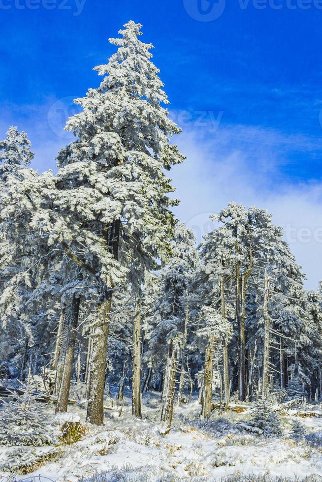 besneeuwd in ijzige sparren landschap brocken berg harz duitsland foto