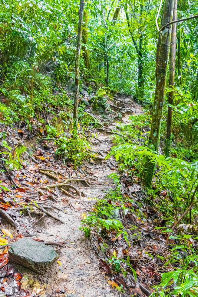 wandelpad in tropische jungle bos palmen koh samui thailand. foto