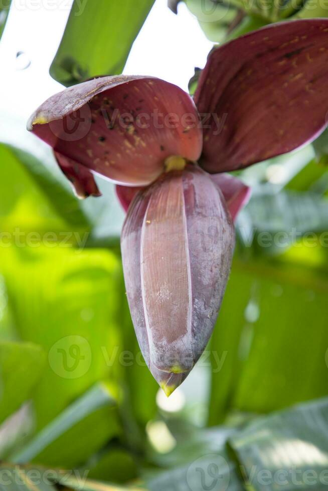 bloesem banaan bloem is een gezond voeding groente Aan de tuin boom foto