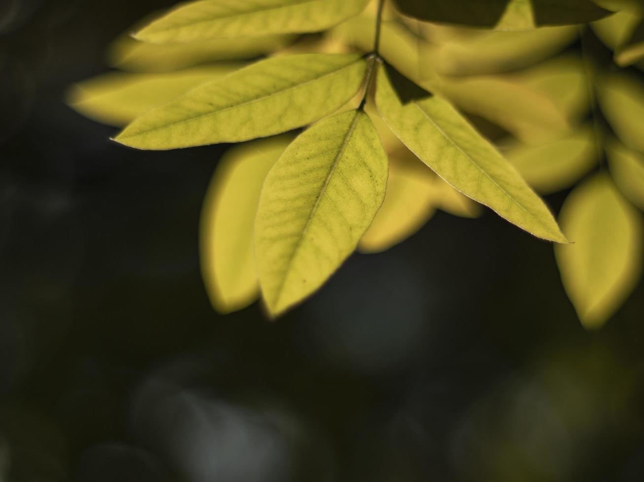 herfstgele bladeren op een onscherpe achtergrond foto