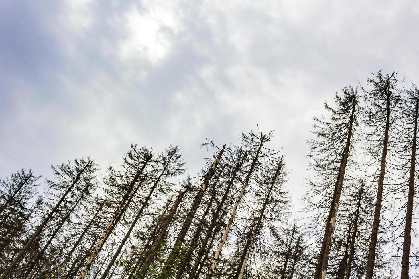 stervende zilver bos dode sparren bomen brocken berg harz duitsland foto