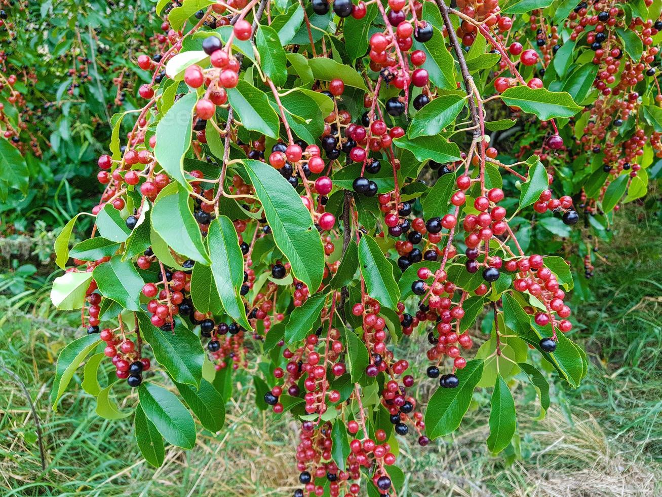 rode rijpe kersen prunus serotina foto