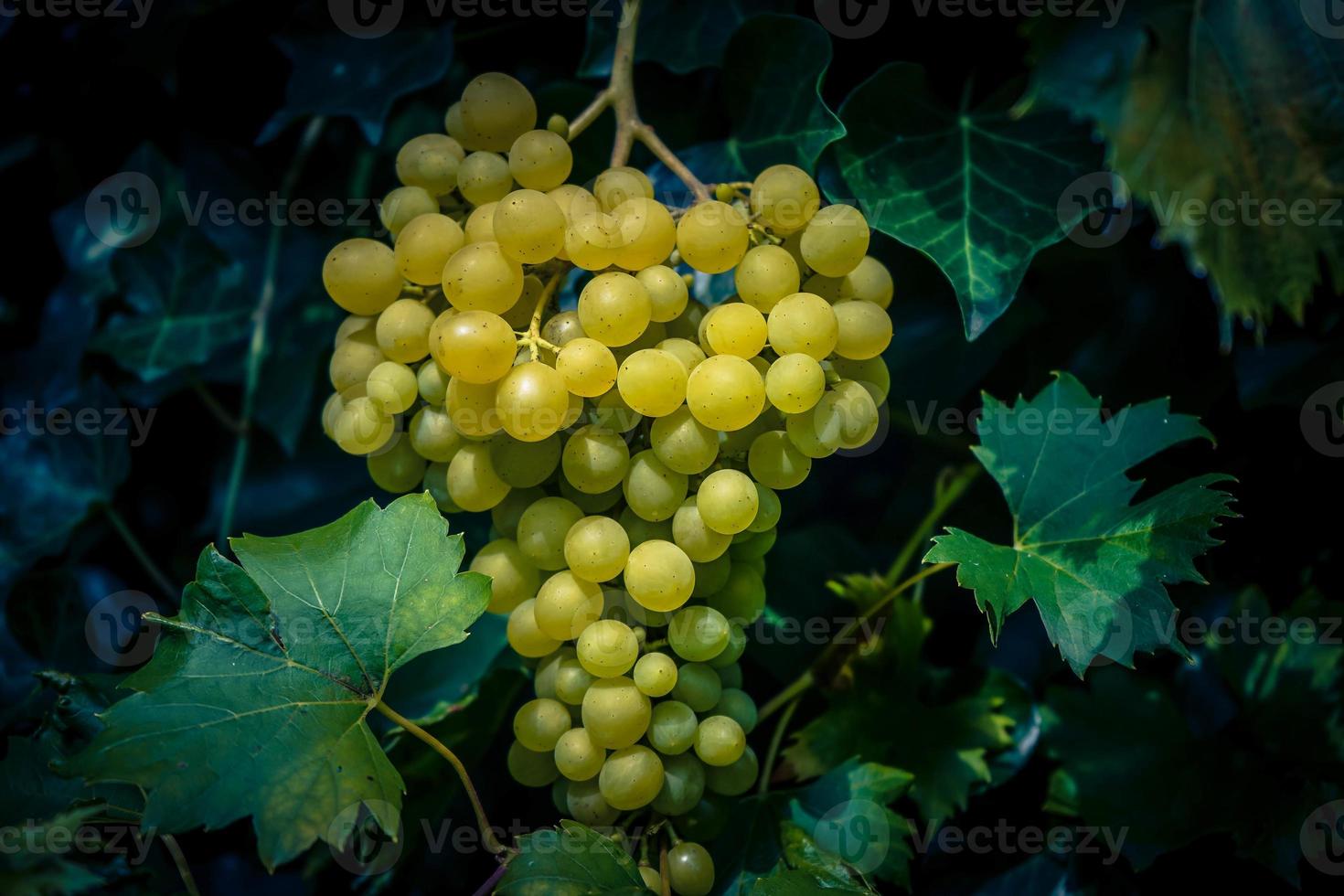 witte wijndruiven en bladeren foto