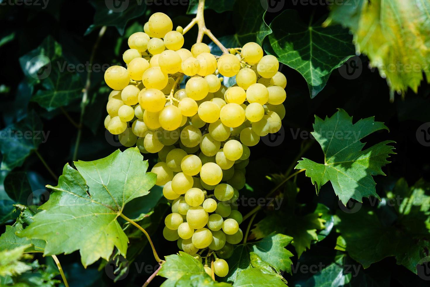 witte wijndruiven en bladeren foto