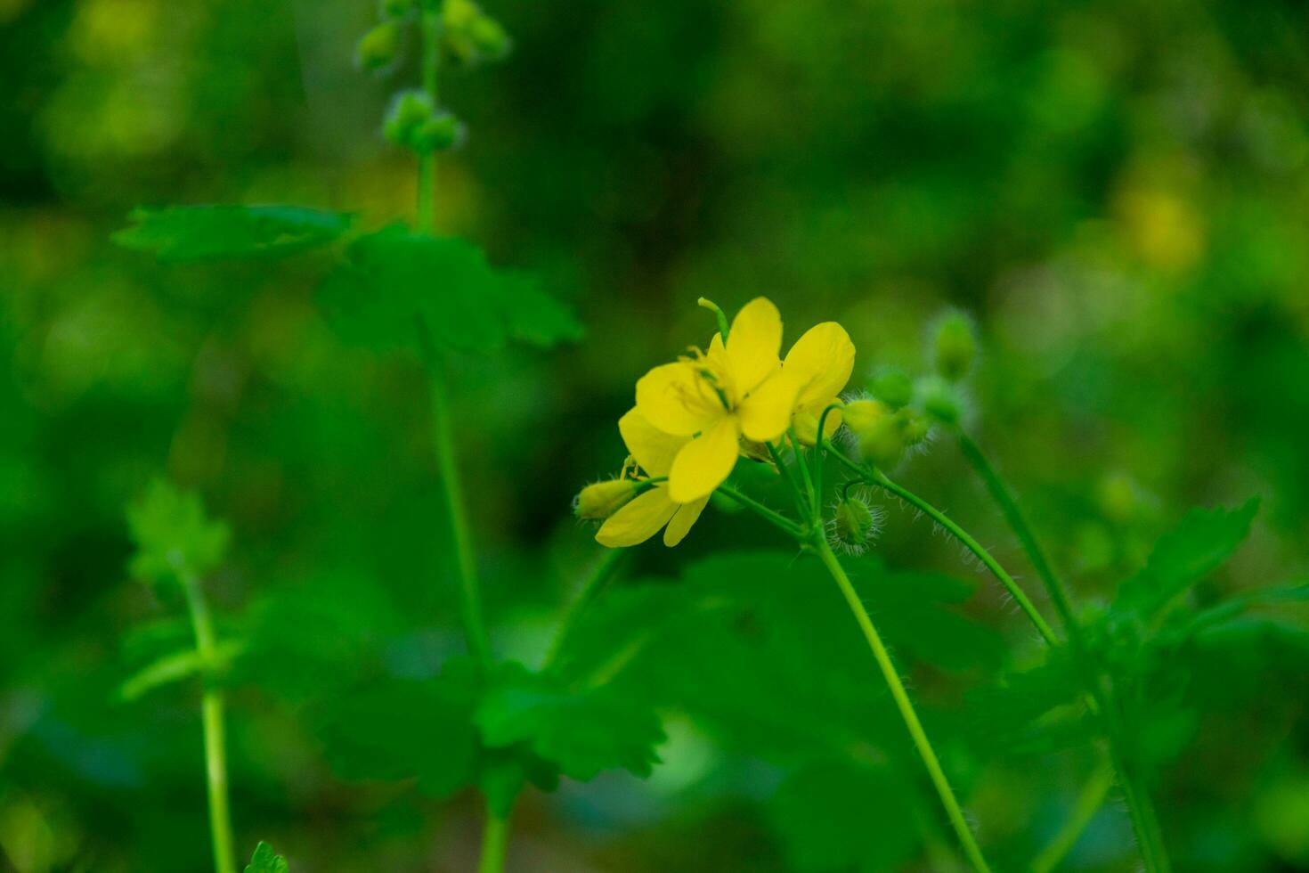 geel stinkende gouwe bloem in een Woud glade met een bokeh effect. voorjaar landschap. foto