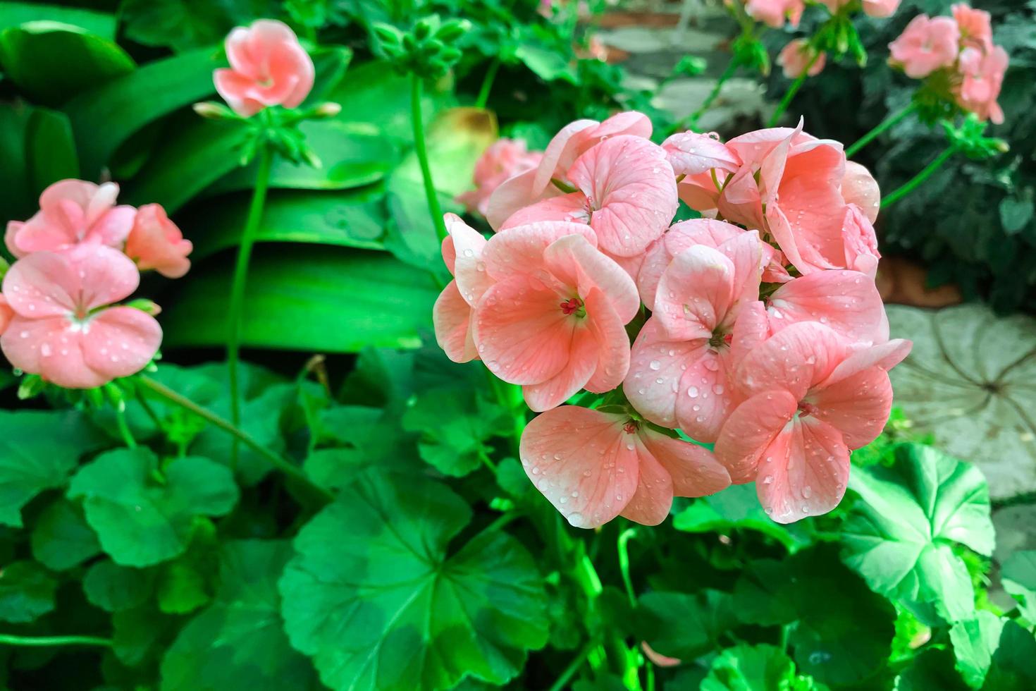 bloemen bloeien in de tuin in de ochtend foto