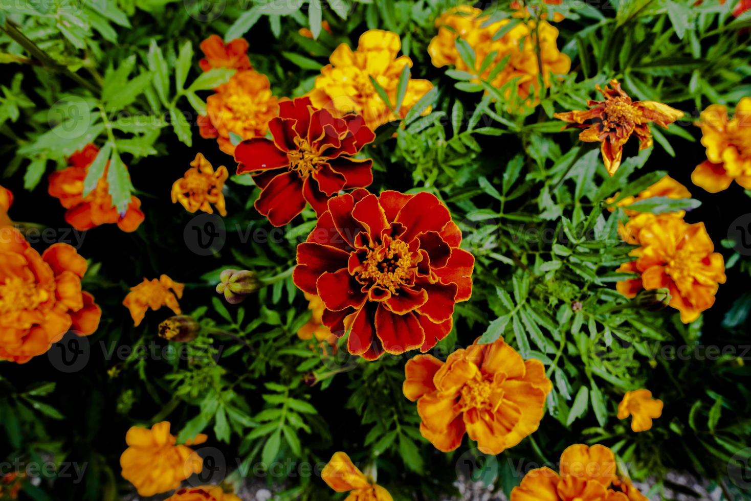 close-up tagetes erecta in san martino di castrozza, trento, italië foto