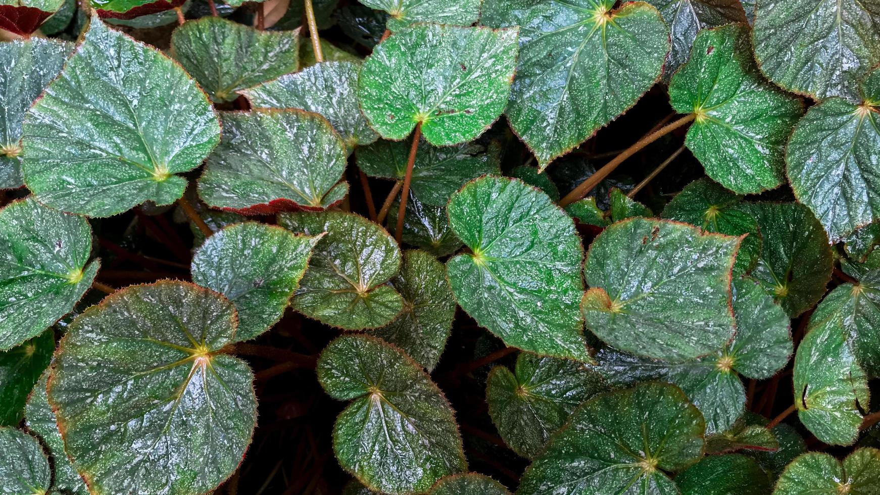 de bladeren zijn gevuld met waterdruppels na de regen foto