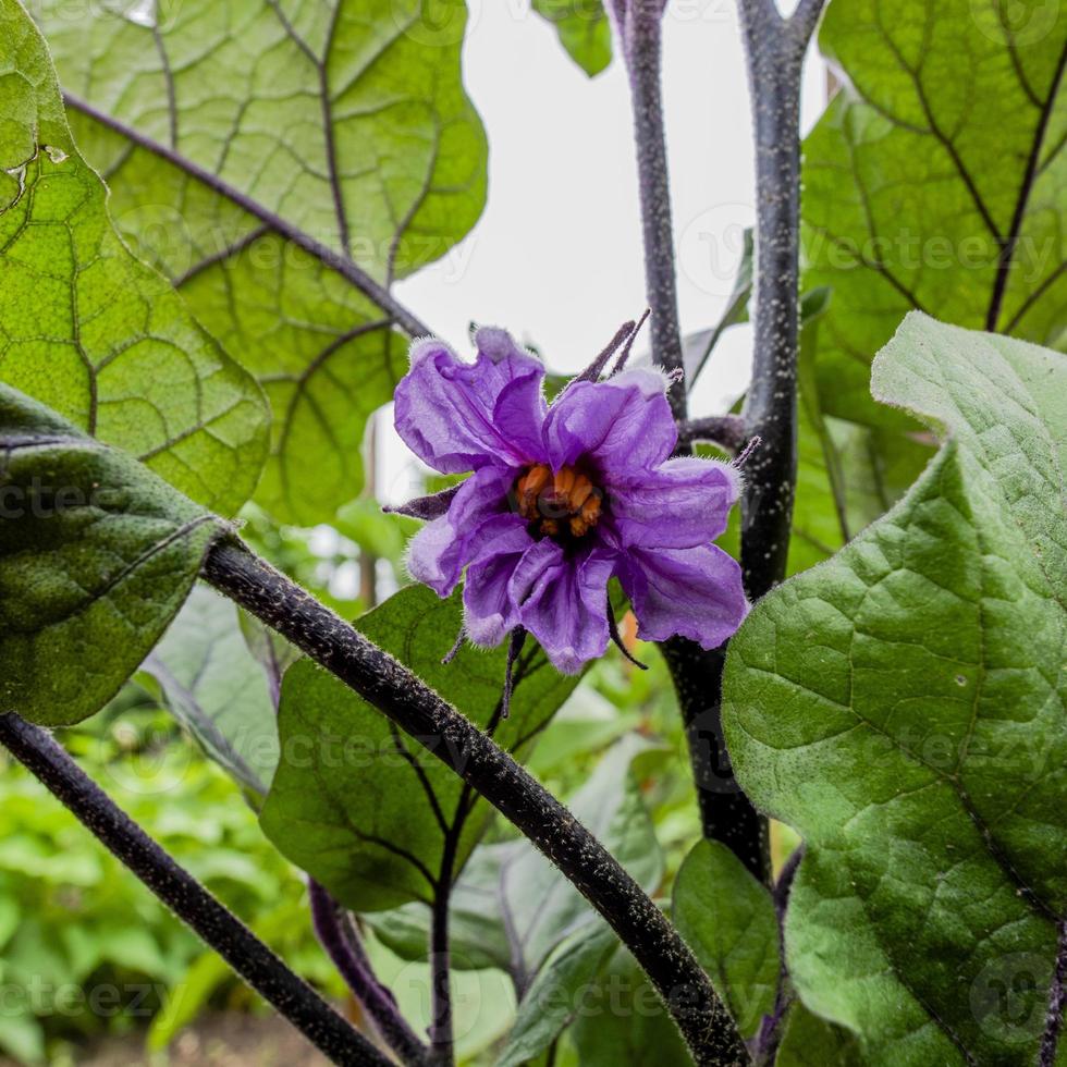 2021 07 17 lago di santa croce solanum melongena foto