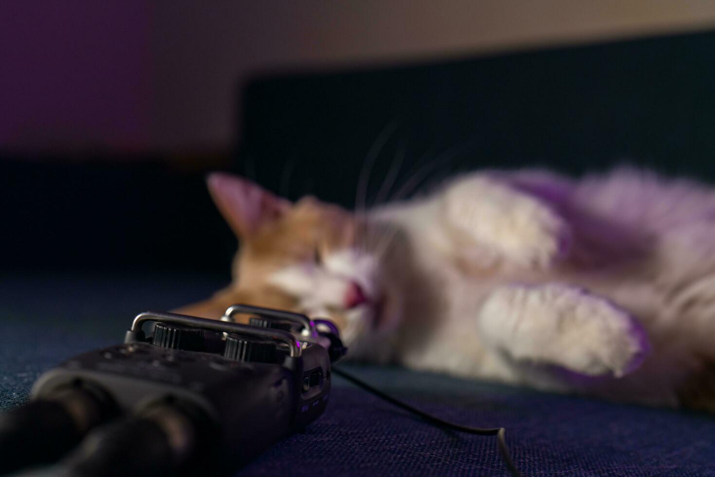 schattig wit rood katje leugens Aan de sofa in de buurt de microfoon met draden foto