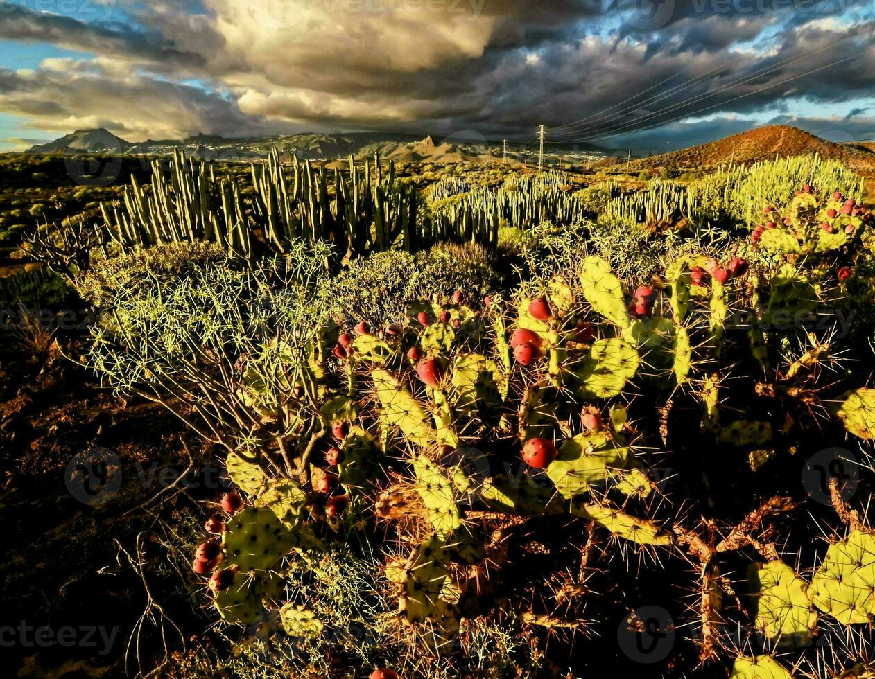 cactus planten in de berg foto