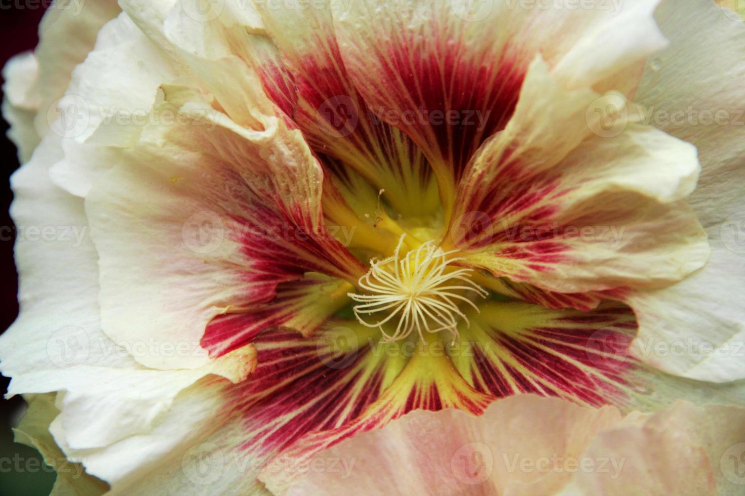 macro van hibiscus foto