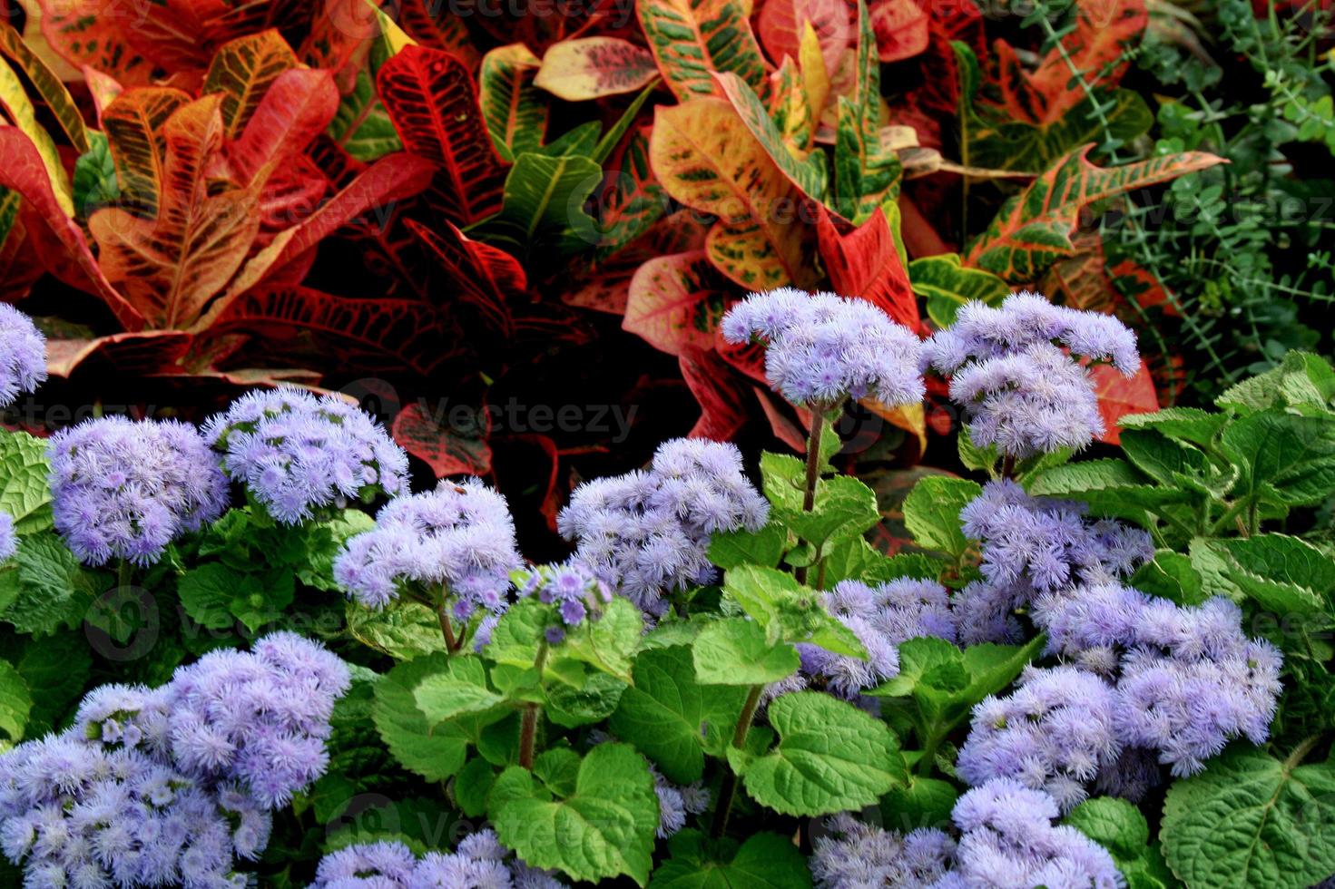 bladeren en bloemen foto