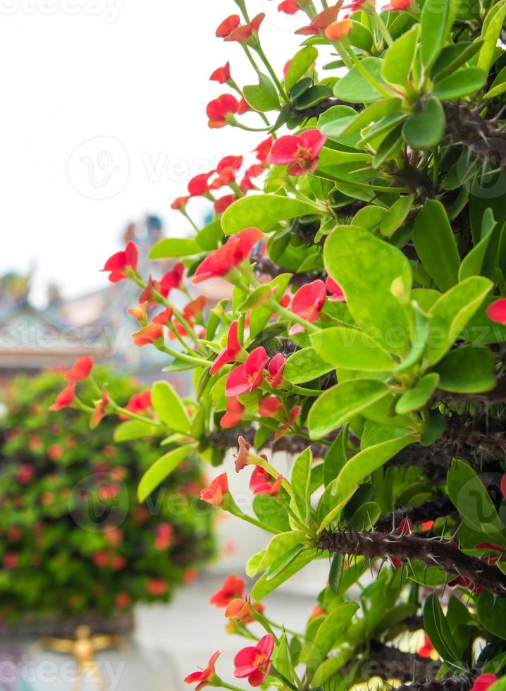 bloem van christus doorn gunstige plant in chinese religieuze locaties foto