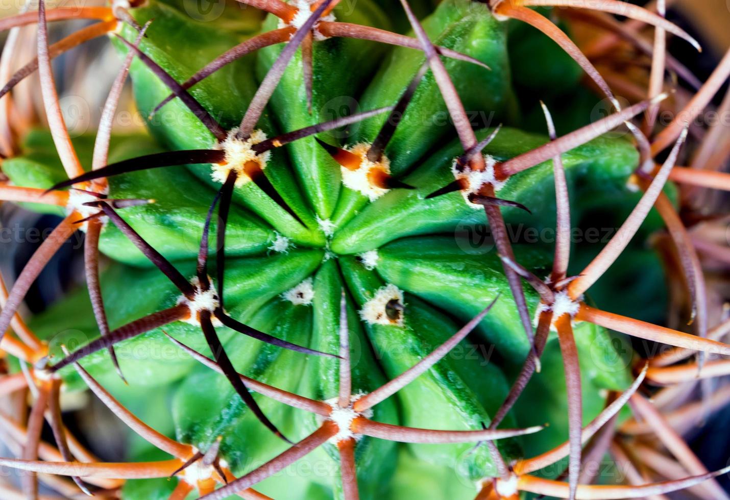 gebogen en grote doornen van cactus, vetplant close-up foto