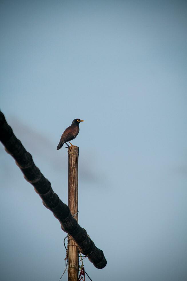 een wild vogel staand Aan een bamboe met een bewolkt lucht achtergrond foto