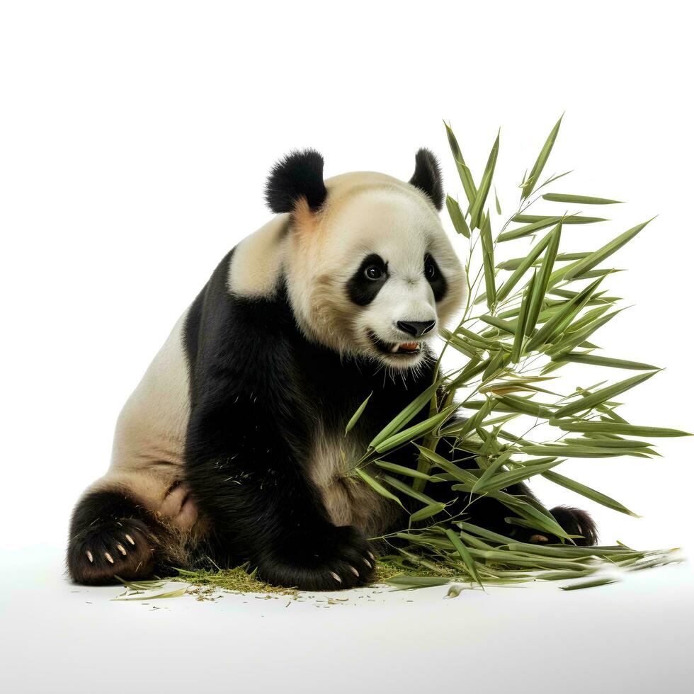een panda aan het eten bamboe Aan een geïsoleerd wit achtergrond, ai generatief foto