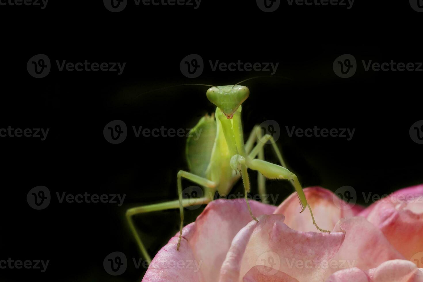 dichtbij omhoog van bidden bidsprinkhaan zittend Aan roze roos tegen zwart foto