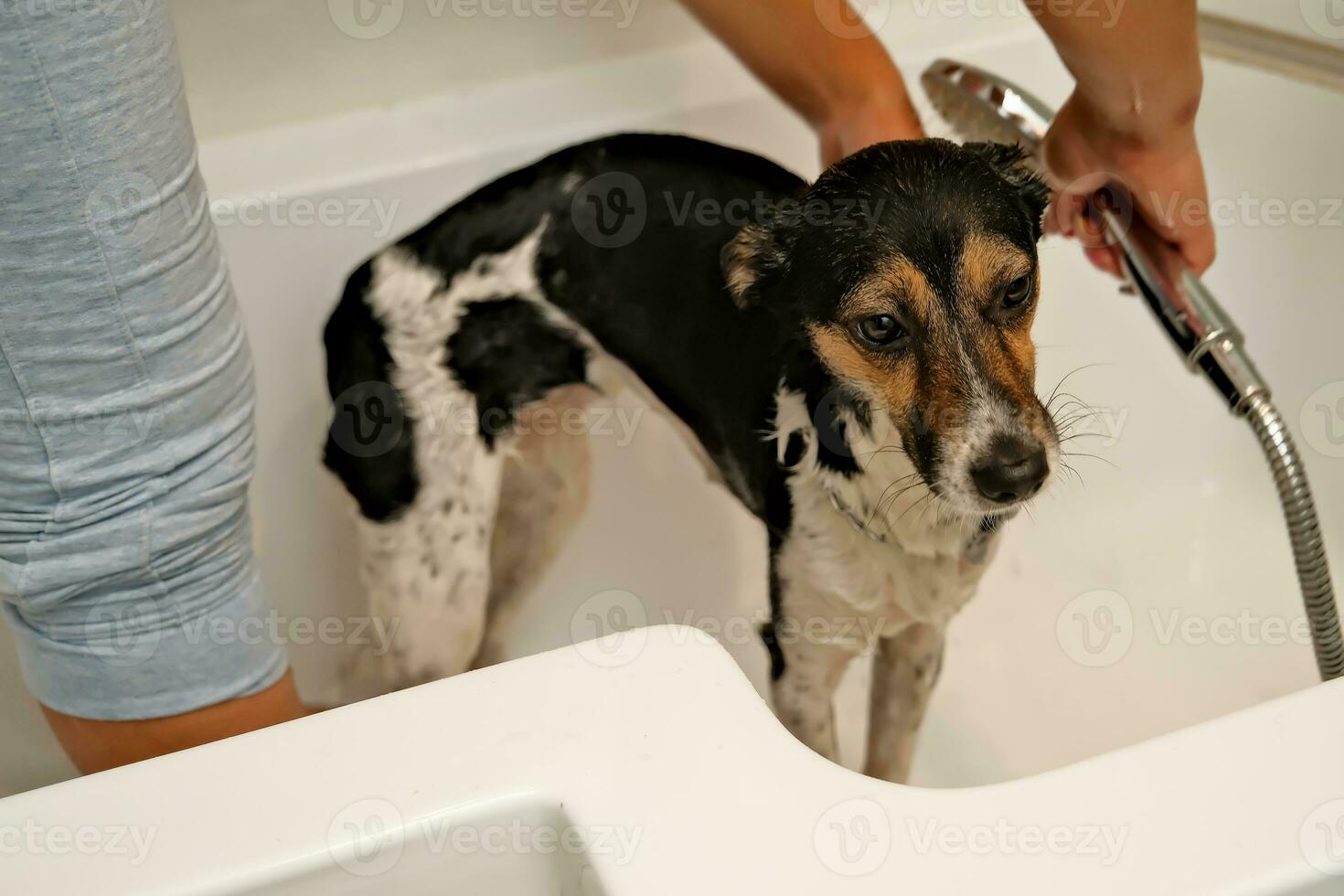 de meisje wast de hond. hygiëne van huisdieren. het baden de hond met shampoo. water druipend Aan de hond foto