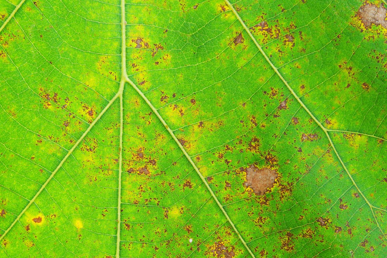 close-up van teak groen blad achtergrondstructuur, butea monosperma foto